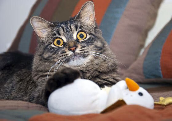 从热身赛到世界杯,马刺与戈贝尔揭示的篮球世界真相